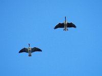 fliegende Graugans (Anser anser) 03